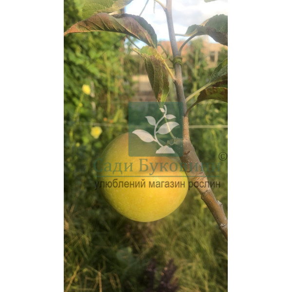 Яблуня Гібсон (саджанець, дворічний) - Зображення 3