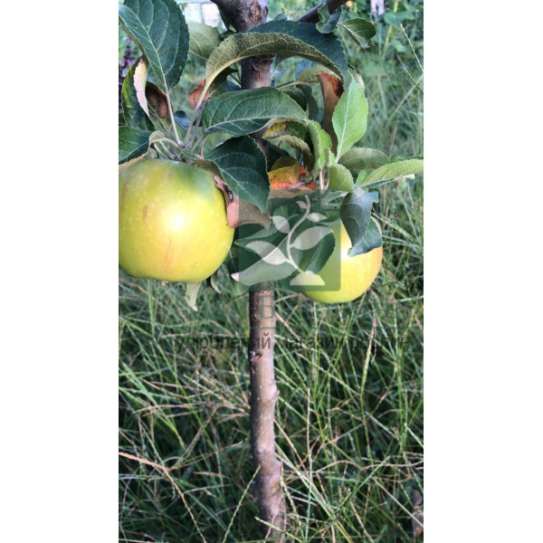 Яблуня Гібсон (саджанець, однорічний) - Зображення 2