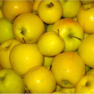 Яблуня Голд Крим (саджанець, однорічний)