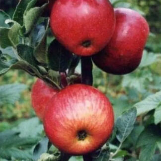 Яблуня колоновидна Черемош