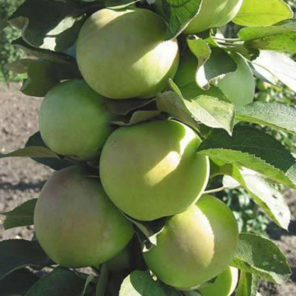 Яблуня колоновидна Піонер