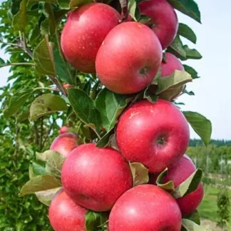 Яблуня колоновидна Червонець