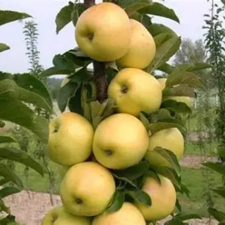 Яблуня колоновидна Ікша