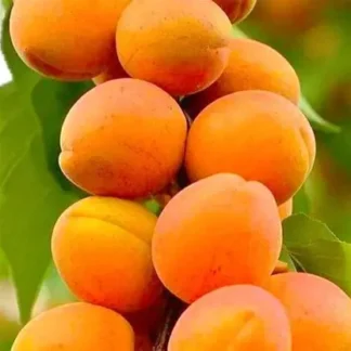 Абрикос Липневий (саджанець, однорічний)