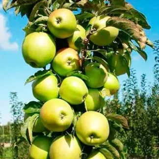 Яблуня колоновидна Малюх