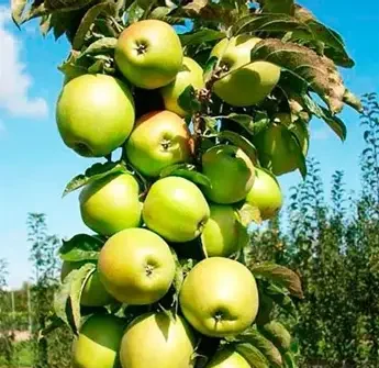 Яблуня колоновидна Малюх