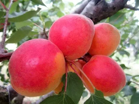 Абрикос Красень Києва (саджанець, дворічний)