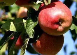 Яблуня колоновидна Джина