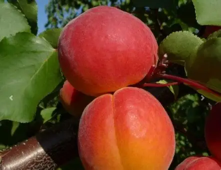 Абрикос Колорадо (саджанець, однорічний)