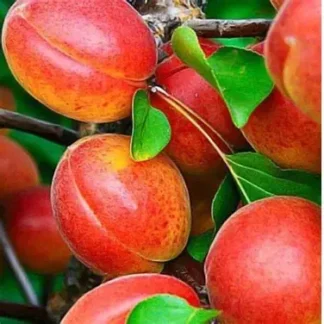 Абрикос Донецький червонощокий (саджанець, дворічний)