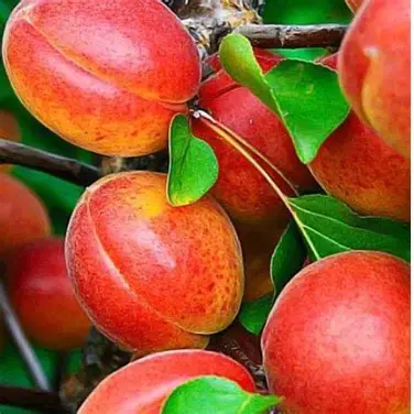 Абрикос Донецький червонощокий (саджанець, однорічний)