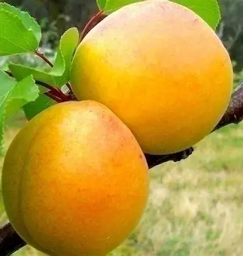 Абрикос Голд Річ (саджанець, дворічний)