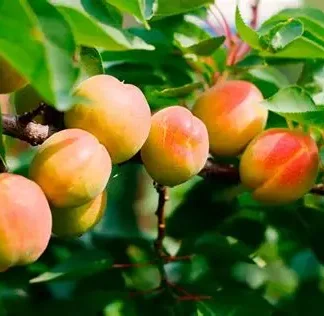 Абрикос Буревісник (саджанець, однорічний)