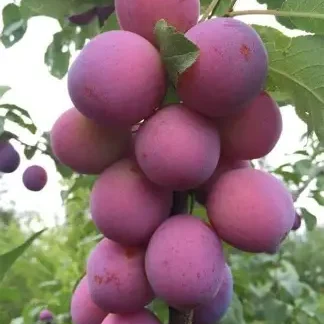 Слива колоновидна Командор