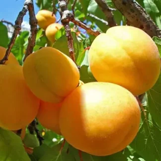 Абрикос Ананасний Діма (саджанець, дворічний)