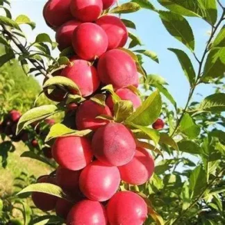 Слива колоновидна Голівуд Нью