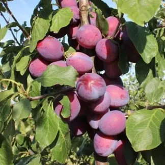 Слива колоновидна Імперіал