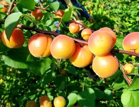 Абрикос Амур (саджанець, однорічний)