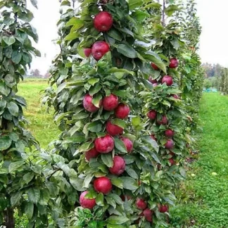 Яблуня колоновидна Титанія