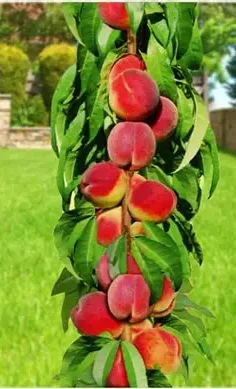 Персик колоновидний Фантазія