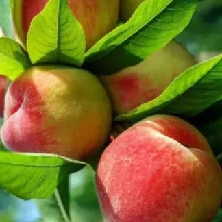 Персик колоновидний Сувенір