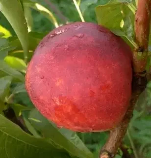 Нектарин Старк Сангло (саджанець, дворічний)