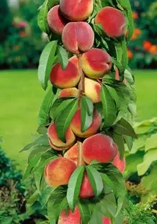 Персик колоновидний Золотий Тріумф