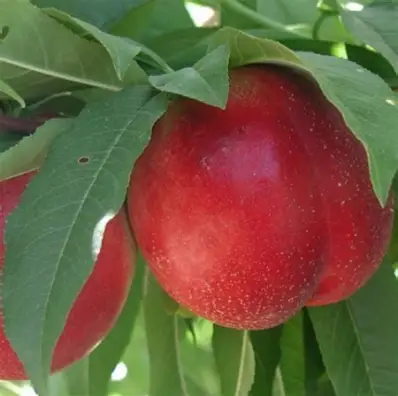 Нектарин Ванг 3 (саджанець, трьохрічний)