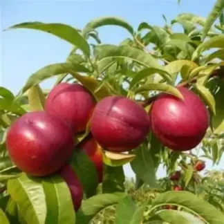 Нектарин Хемус (саджанець, однорічний)