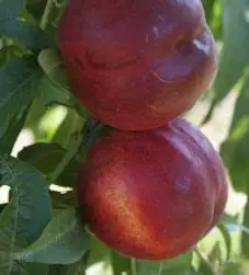 Нектарин Світ Леді (саджанець, дворічний)