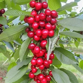 Черешня колоновидна Сем