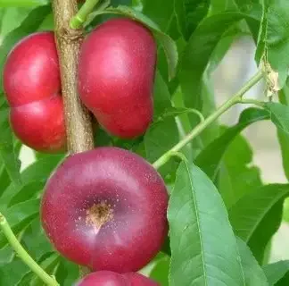 Нектарин інжирний Донат (саджанець, трьохрічний)