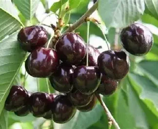 Черешня колоновидна Ревна