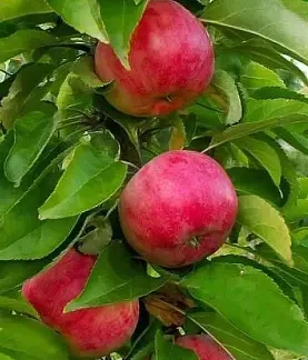 Яблуня колоновидна Скорпіон