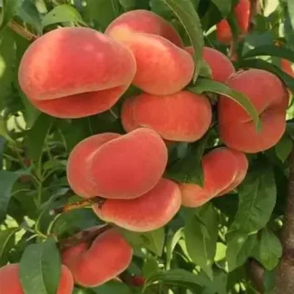 Персик інжирний План Сільвер (саджанець, дворічний)