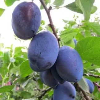 Слива Амерс (саджанець, дворічний)