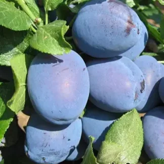 Слива Чачакська Найболія (саджанець, дворічний)