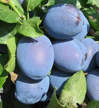 Слива Чачакська Найболія (саджанець, дворічний)