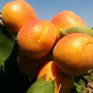 Абрикос колоновидний Принц Март