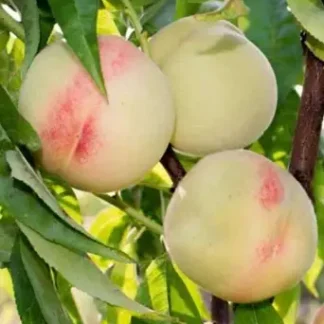 Персик Білий Лебідь (саджанець, дворічний)