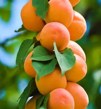 Абрикос колоновидний Первайс