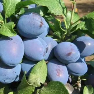 Слива Чачакська Лепотіка (саджанець, дворічний)