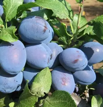 Слива Чачакська Лепотіка (саджанець, дворічний)