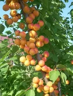 Абрикос колоновидний Голд