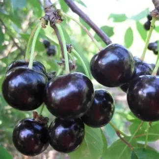 Вишня Чорнокорка (саджанець, однорічний)