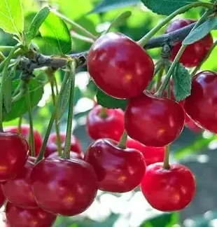 Вишня Тургенєвська (саджанець, дворічний)