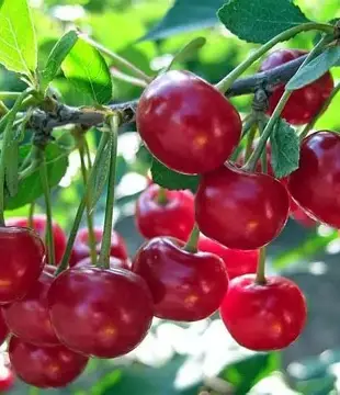 Вишня Тургенєвська (саджанець, однорічний)