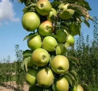 Яблуня колоновидна Президент