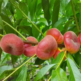 Персик інжирний Пінк Рінг (саджанець, дворічний)