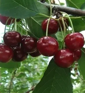 Вишня Памяті Вавилова (саджанець, дворічний)